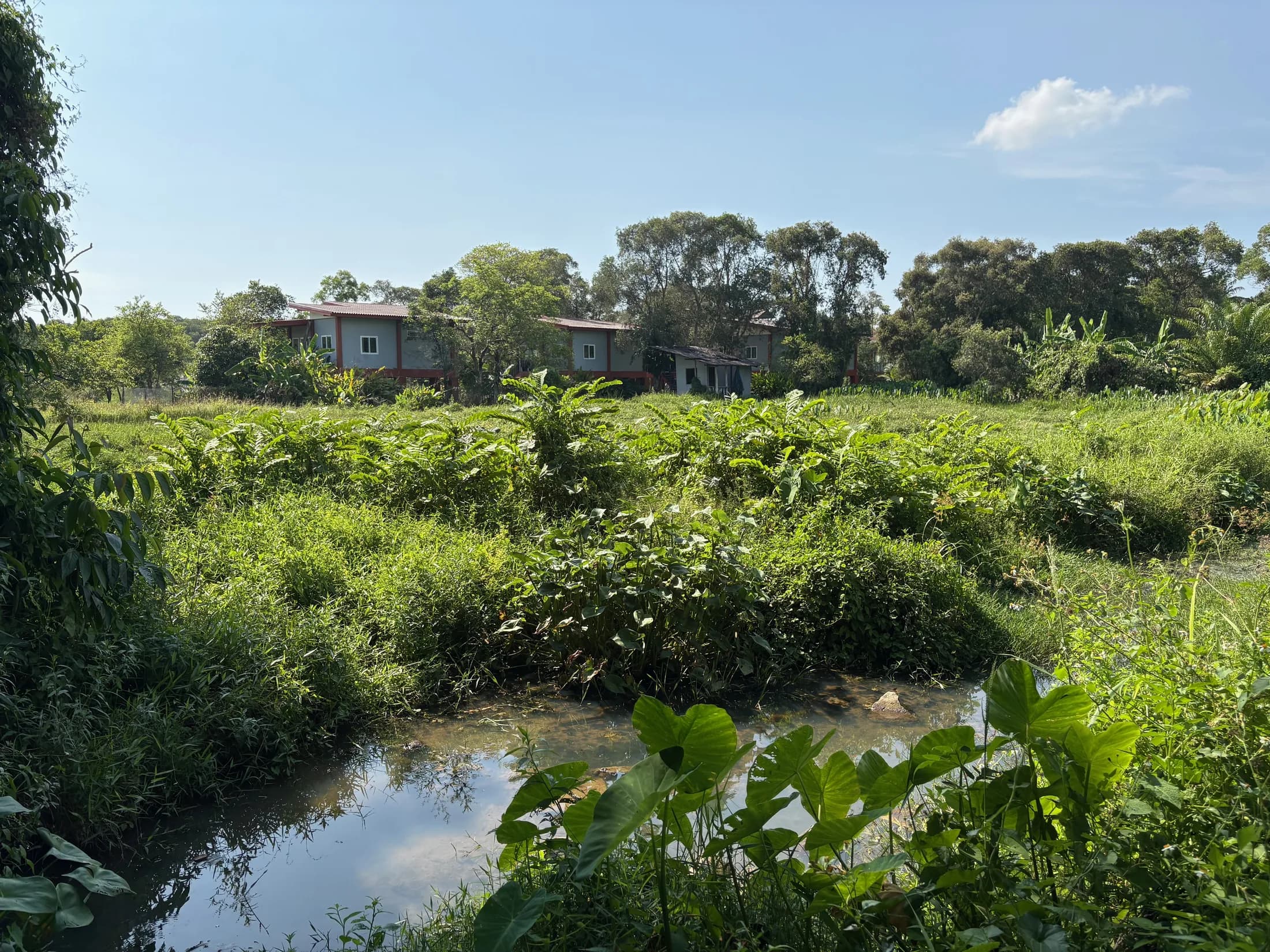 Seasonal water channel and lush green landscape across the Wok Tum development land