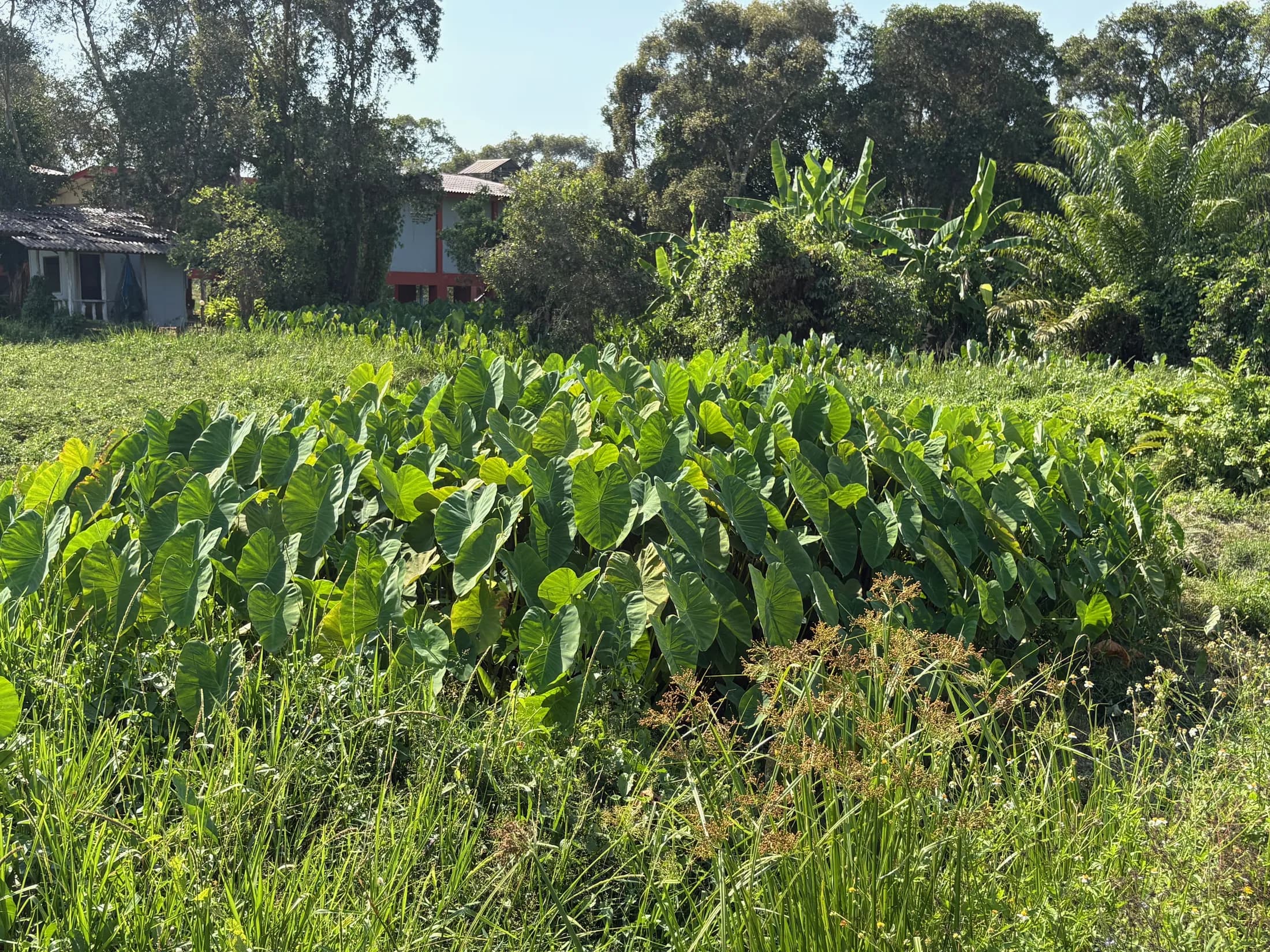 Wok Tum greenery and nearby buildings beyond the portfolio land